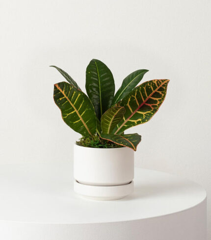 Coco Coir Pole - Imagem 3