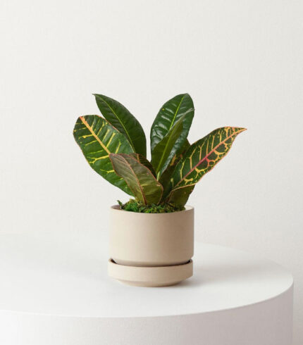 Cuddly Cactus - Imagem 4