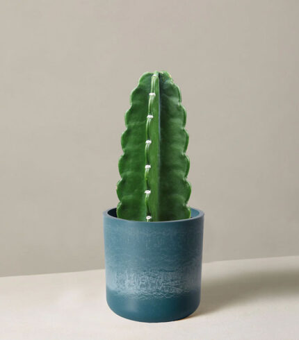 Cuddly Cactus - Imagem 2